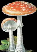 Amanita Muscaria